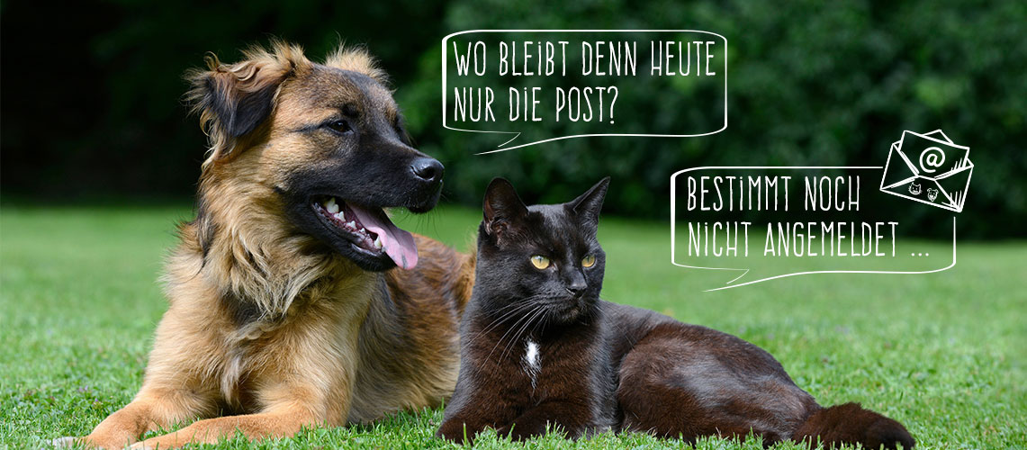 Hund und Katze warten auf Post
