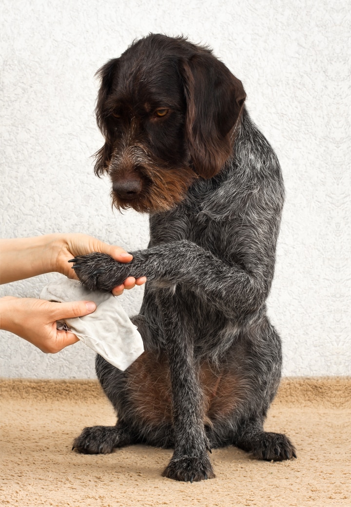 Fürnis 561 Waschlappen Bio-Baumwolle Waschtier Erwachsenengröße Waschhandschuh Hund creme/braun 