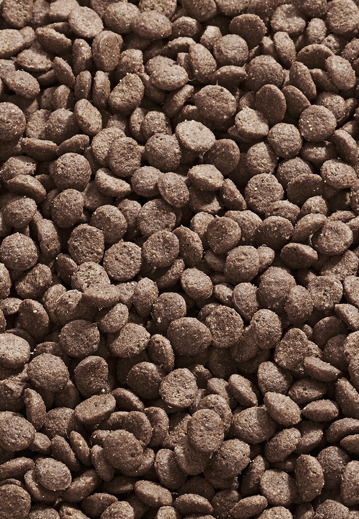 Cat Intestinal