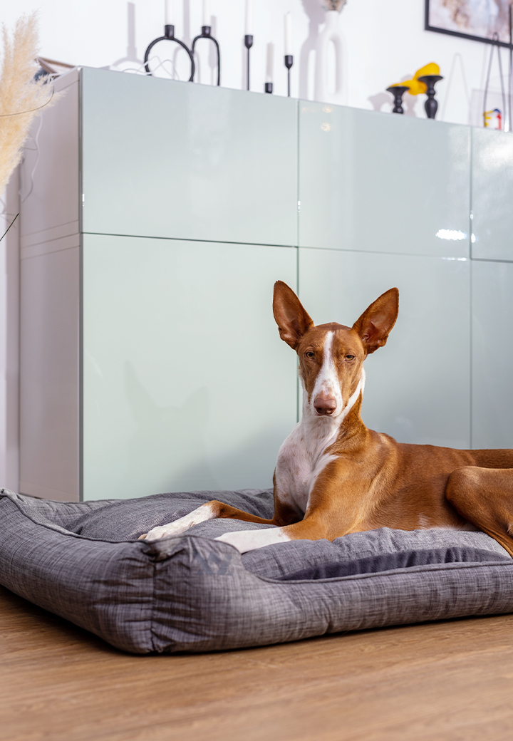 Vet-Concept Hundebett