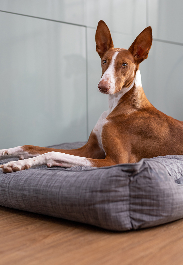 Vet-Concept Hundebett Bild 5