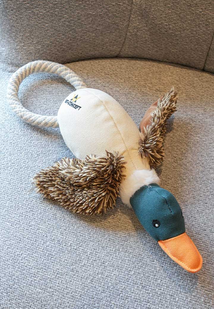 Ente Eddy
