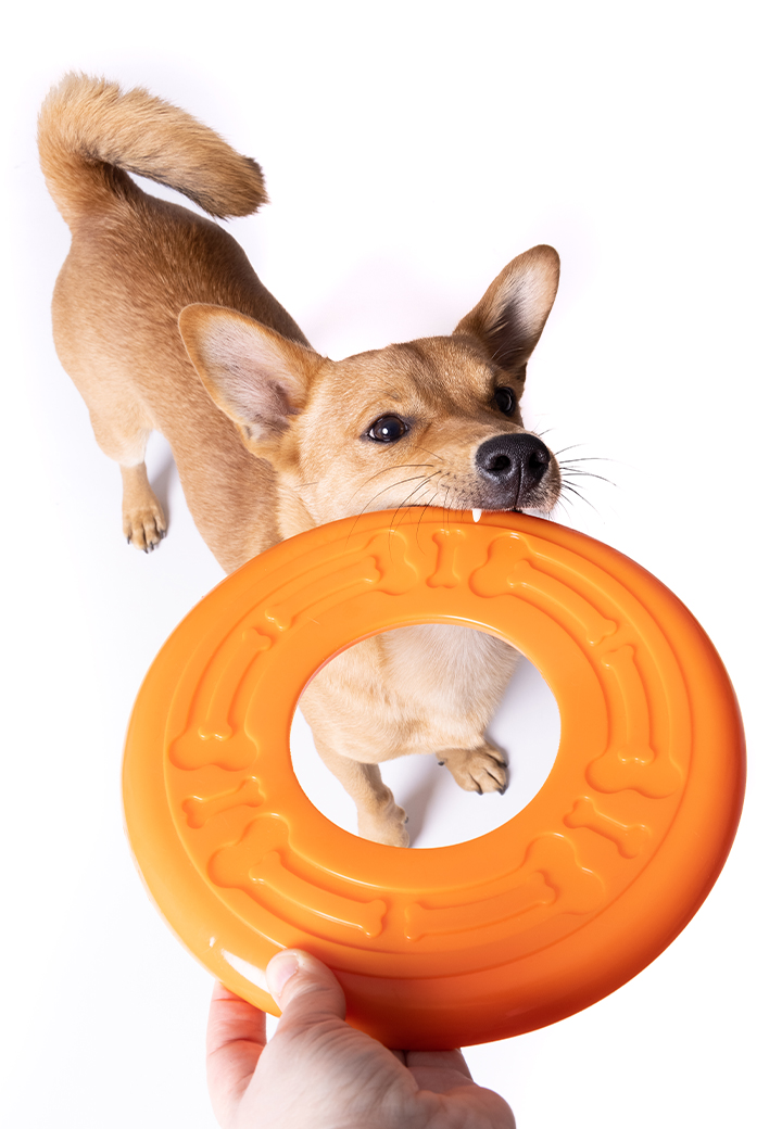 Hundespielzeug Frisbee Bild 3
