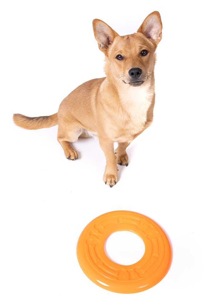 Hundespielzeug Frisbee Bild 4