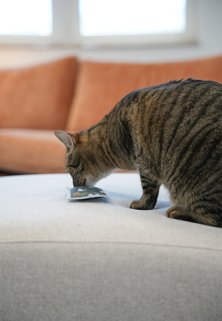 Katzenkissen Schnurri Bild 4