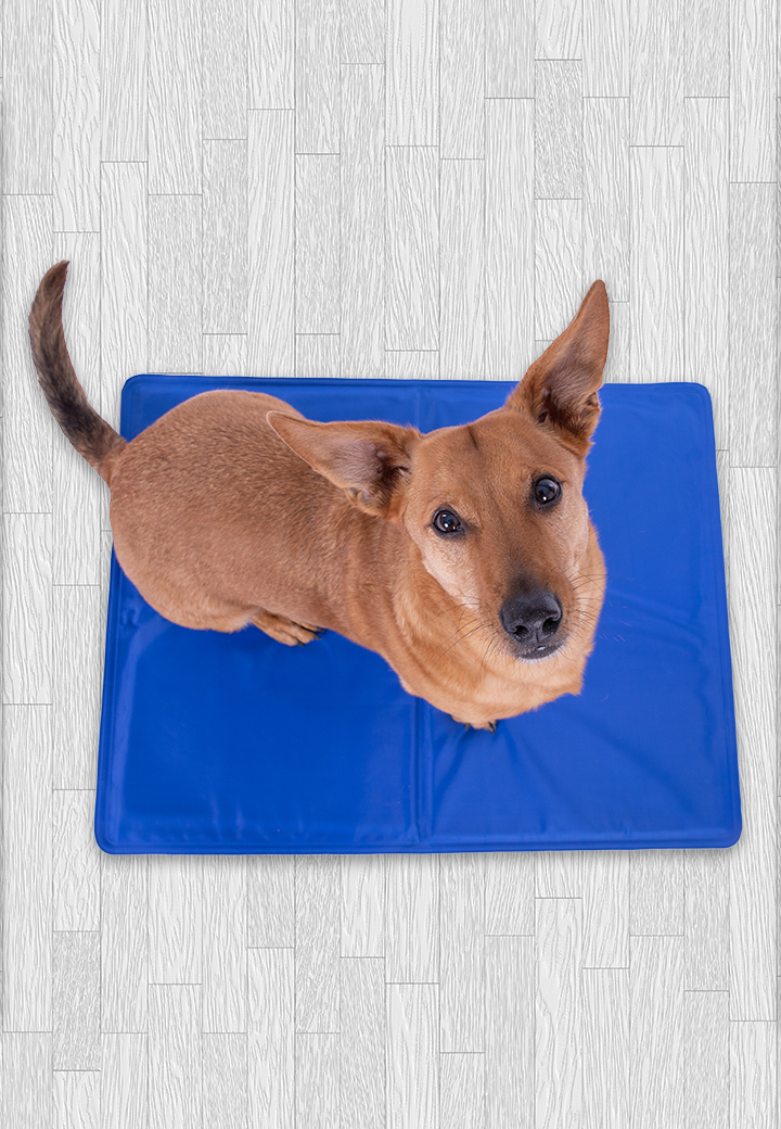 Kuhlmatte Fur Hunde Und Katzen 50 X 65cm Pramienshop