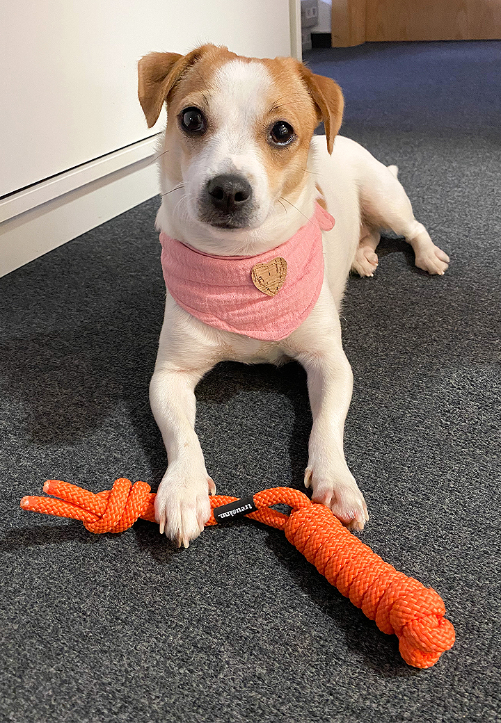 Hundespielzeug Original Spiely Pramienshop