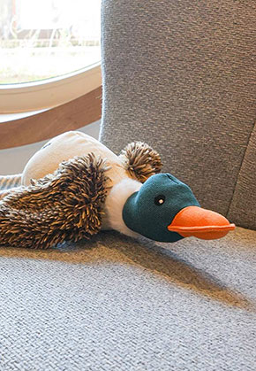 Ente Eddy