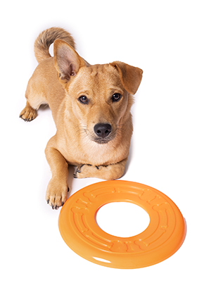 Hundespielzeug Frisbee