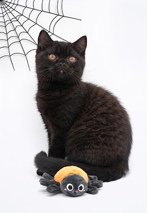 Spinne Kathi